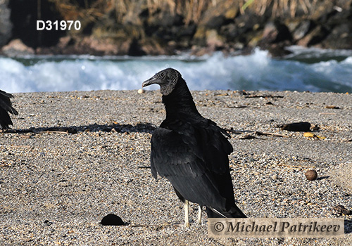 American Black Vulture (Coragyps atratus)